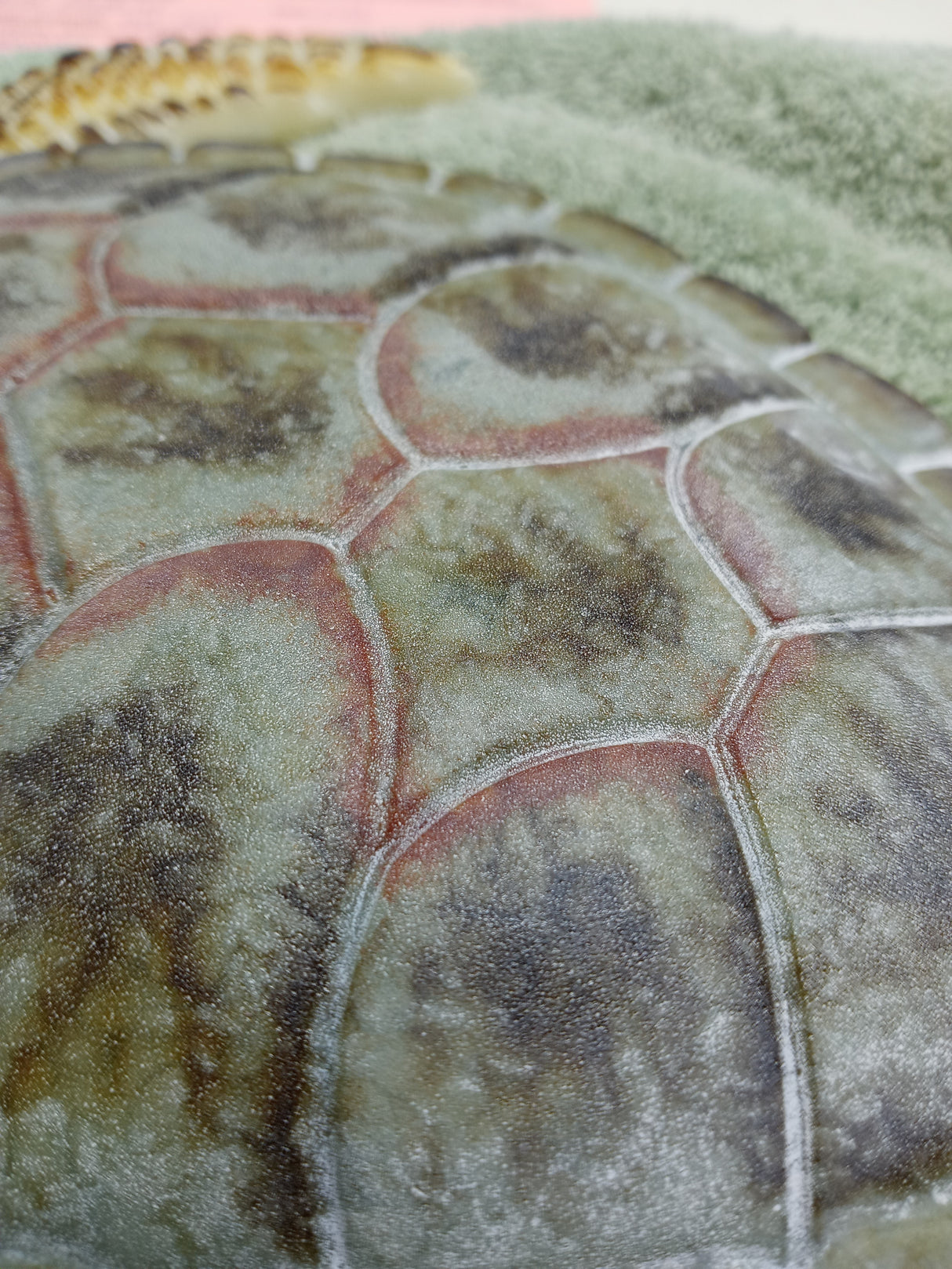 Large Sea Turtle Mold from CPI