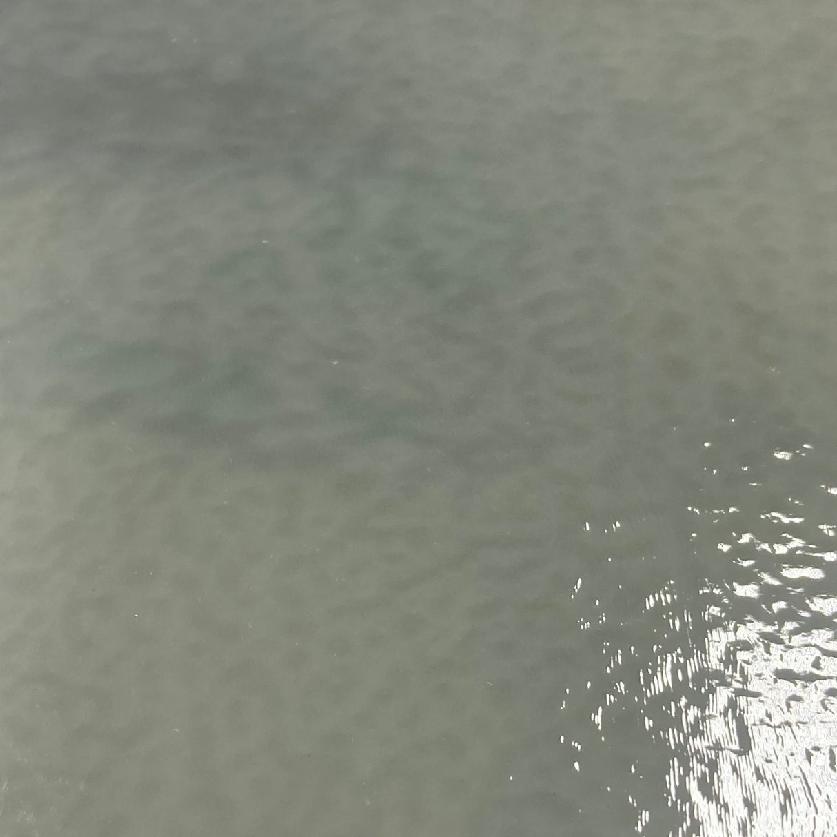 90 COE Elephant Gray Opal