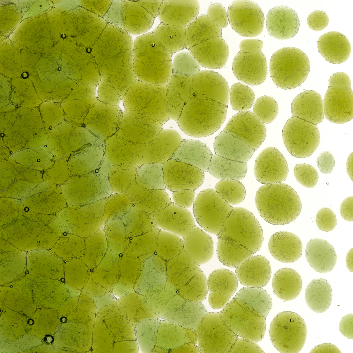 90 Frit Transparent Coarse Fern Green