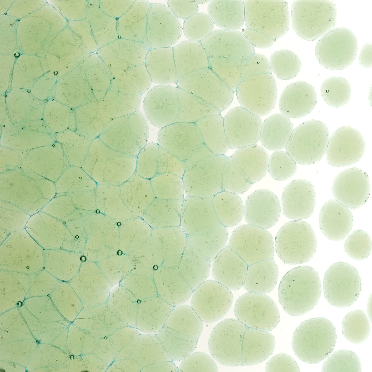 90 Frit Transparent Coarse Leaf Green