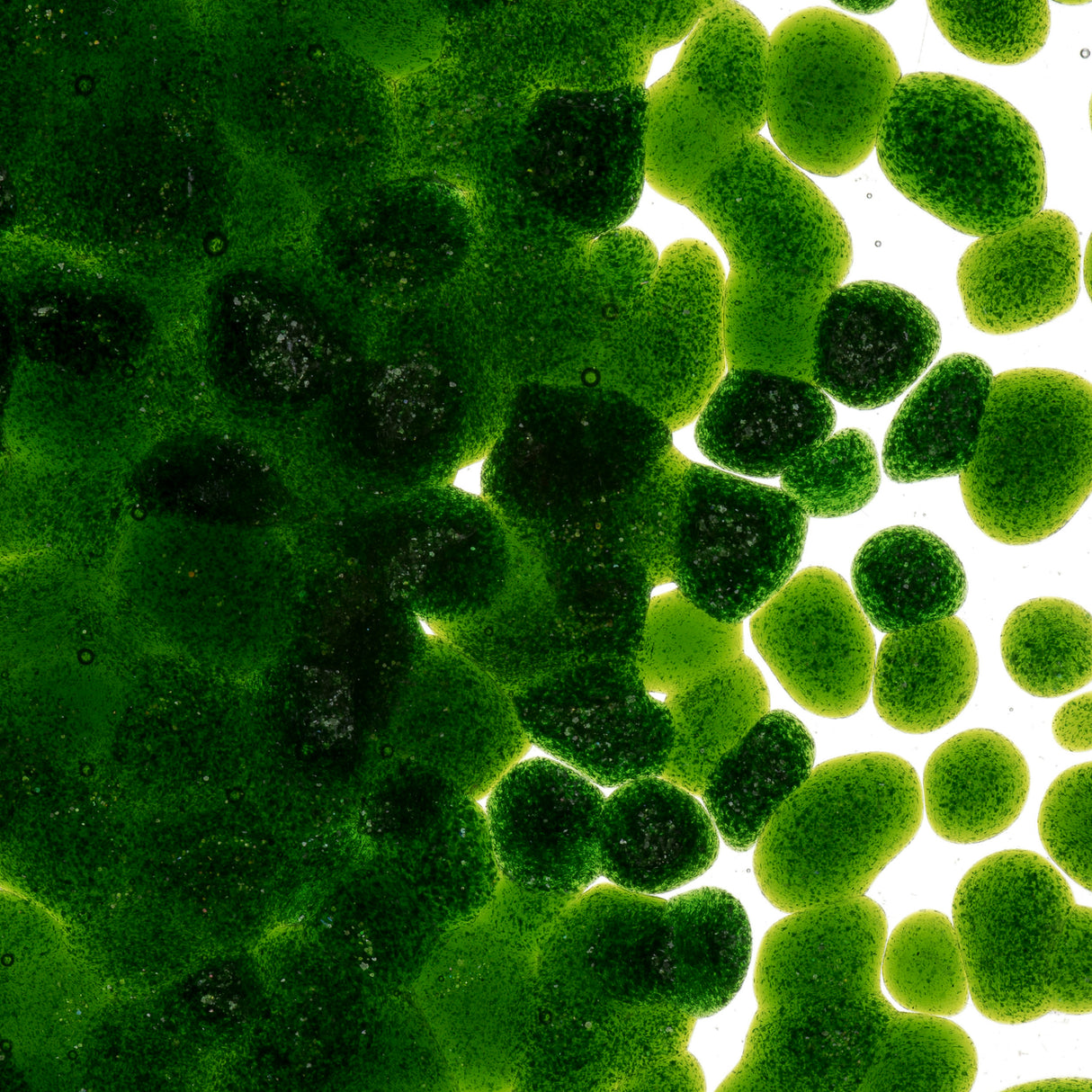 90 Frit Transparent Coarse Light Aventurine Green