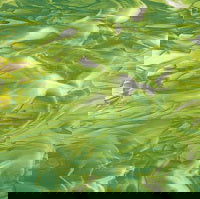 96 COE Moss Green and White - Stained Glass Express