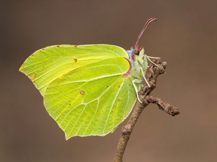 96 Coe Brimstone Fusers Reserve - Stained Glass Express