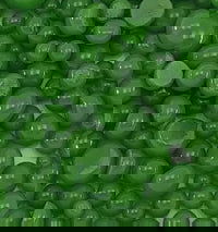 96 Coe Frit Ball Opal Fern Green - Stained Glass Express