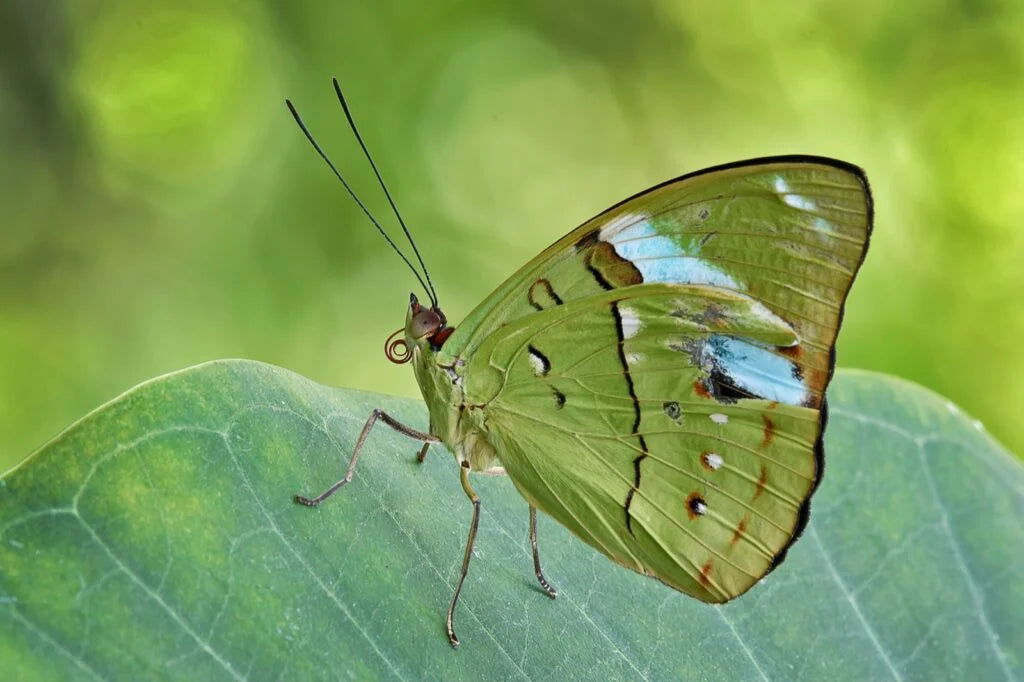 96 Coe Olivewing Fusers Reserve - Stained Glass Express