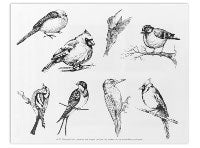 Aviary Small Birds Designer Silk Screen - Stained Glass Express