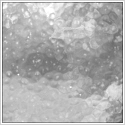 Clear Corella Classic Cathedral - Stained Glass Express