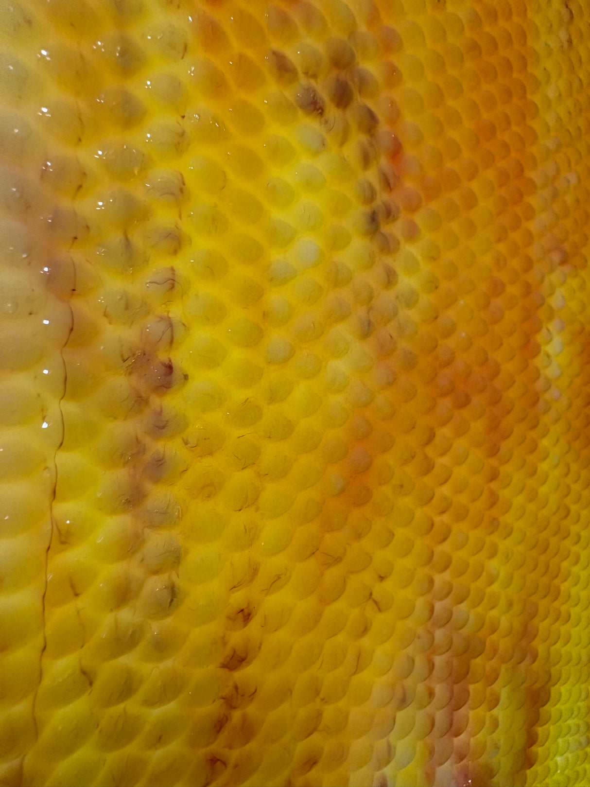 Indian Corn