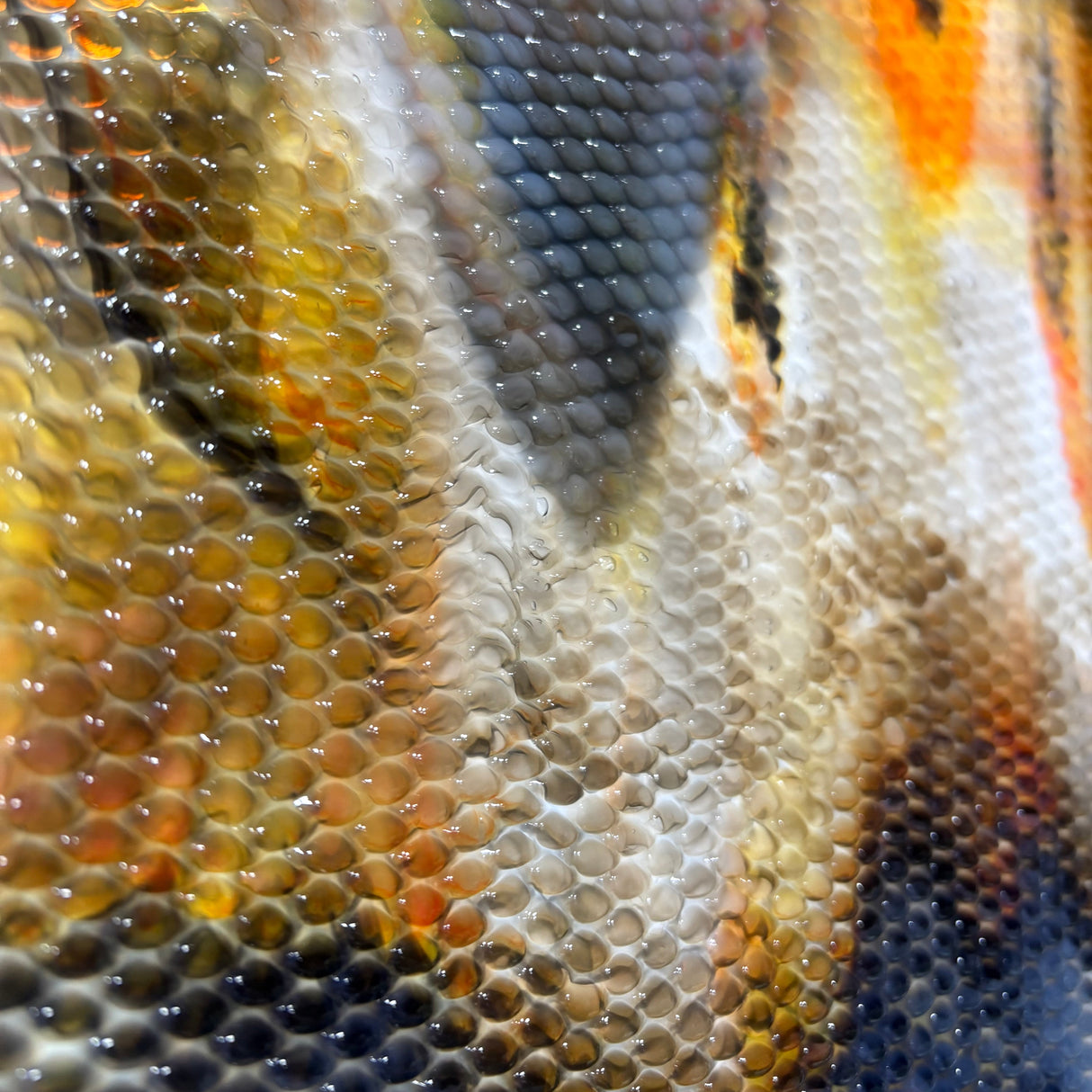 Koi Fish_4