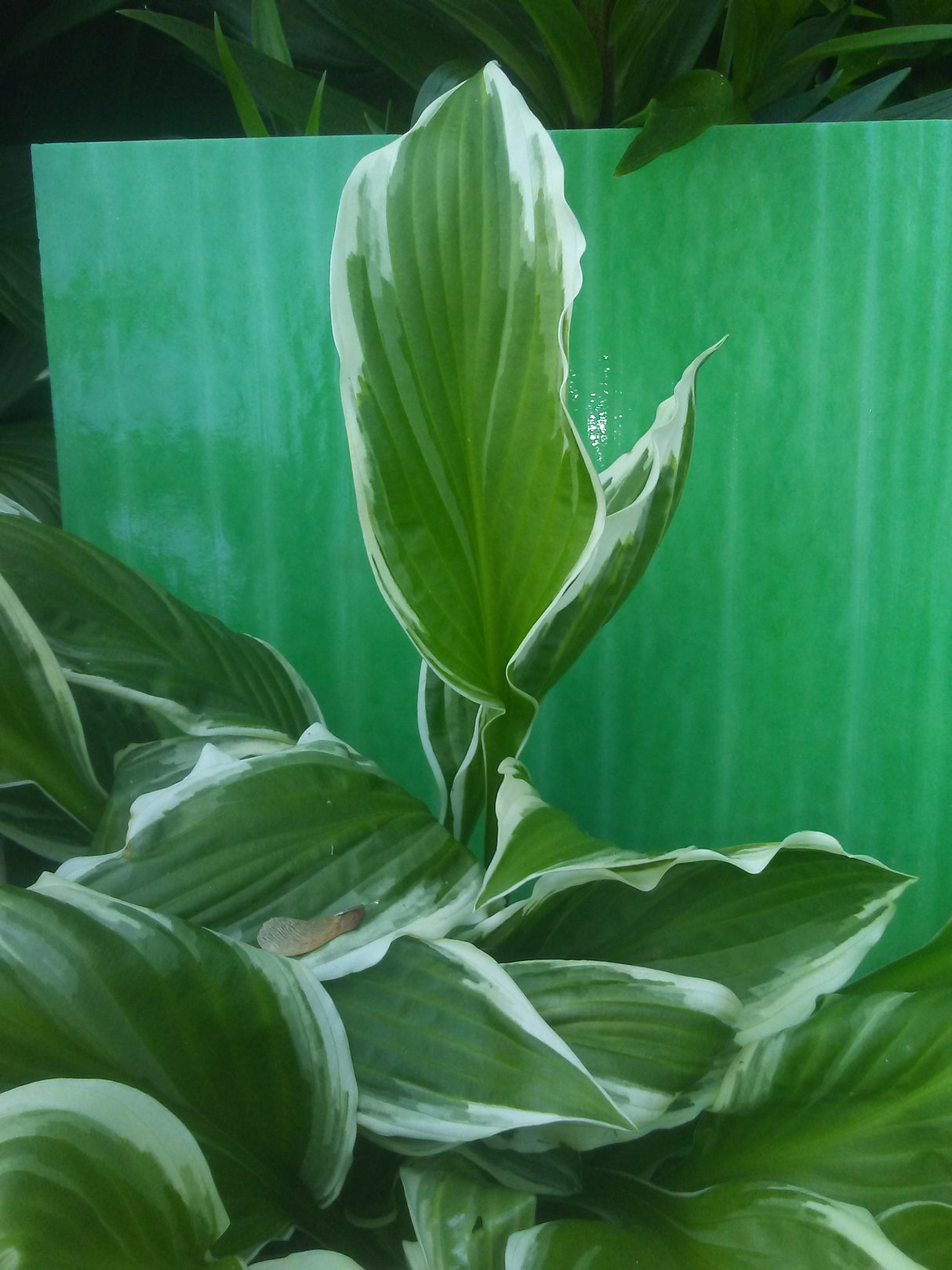 96 COE Olive Green and Clear