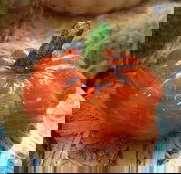 Pumpkin Mini Orange - Stained Glass Express