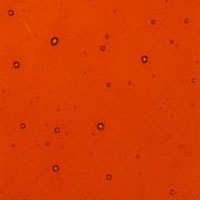90 COE Sunset Coral Trans - Stained Glass Express 