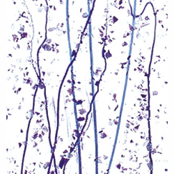 90 Coe Lavender Frit, Streamers - Stained Glass Express 