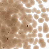 90 Frit Transparent Coarse Tan