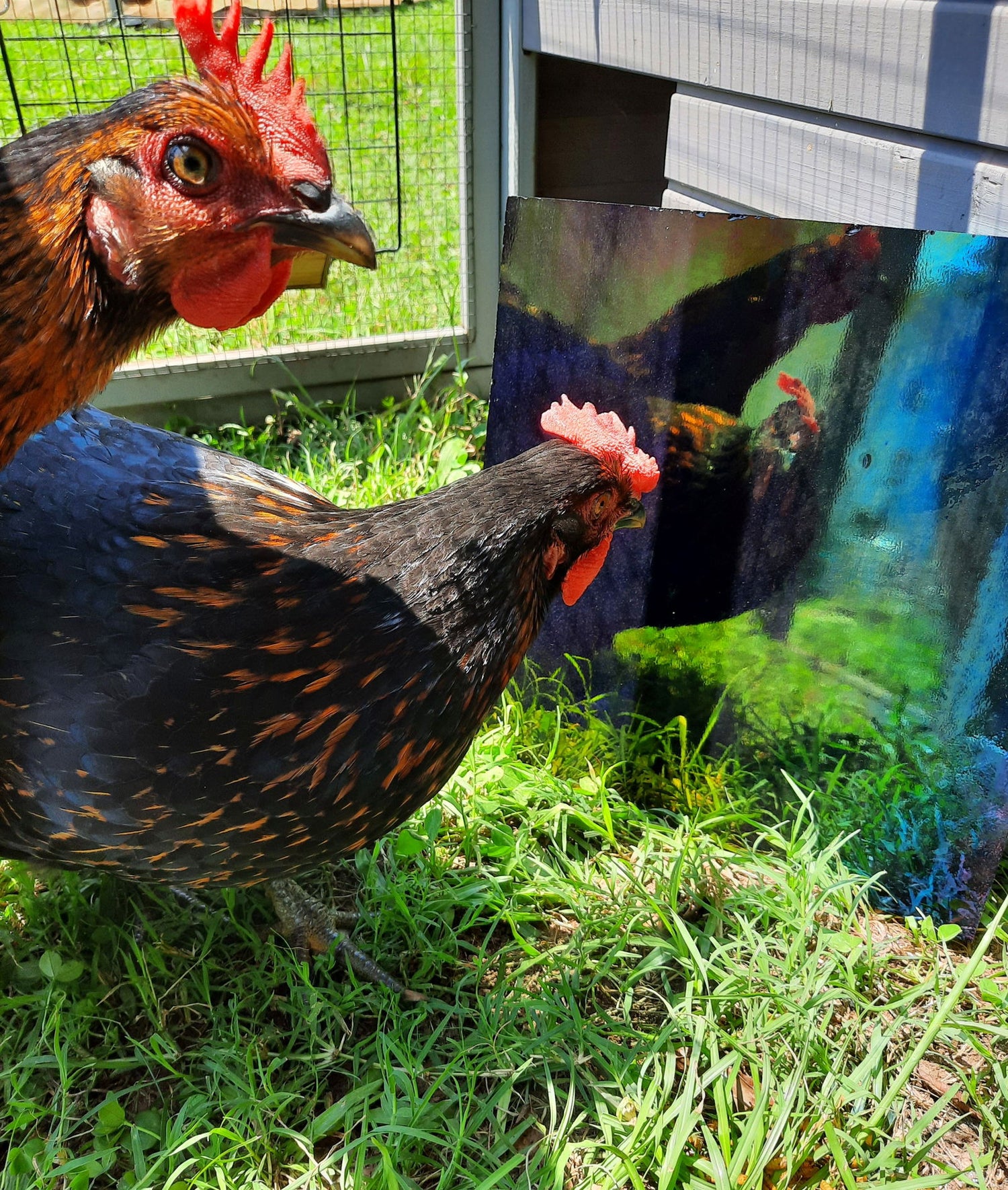 96 COE Black Irid - Stained Glass Express 