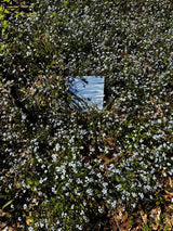 96 COE Dark Blue and White - Stained Glass Express 