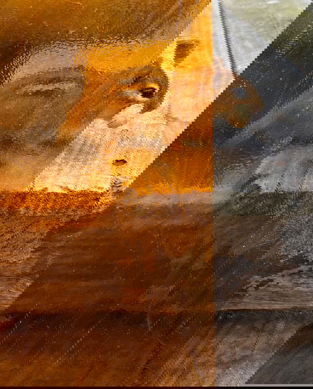 96 COE Tangerine Transparent - Stained Glass Express 