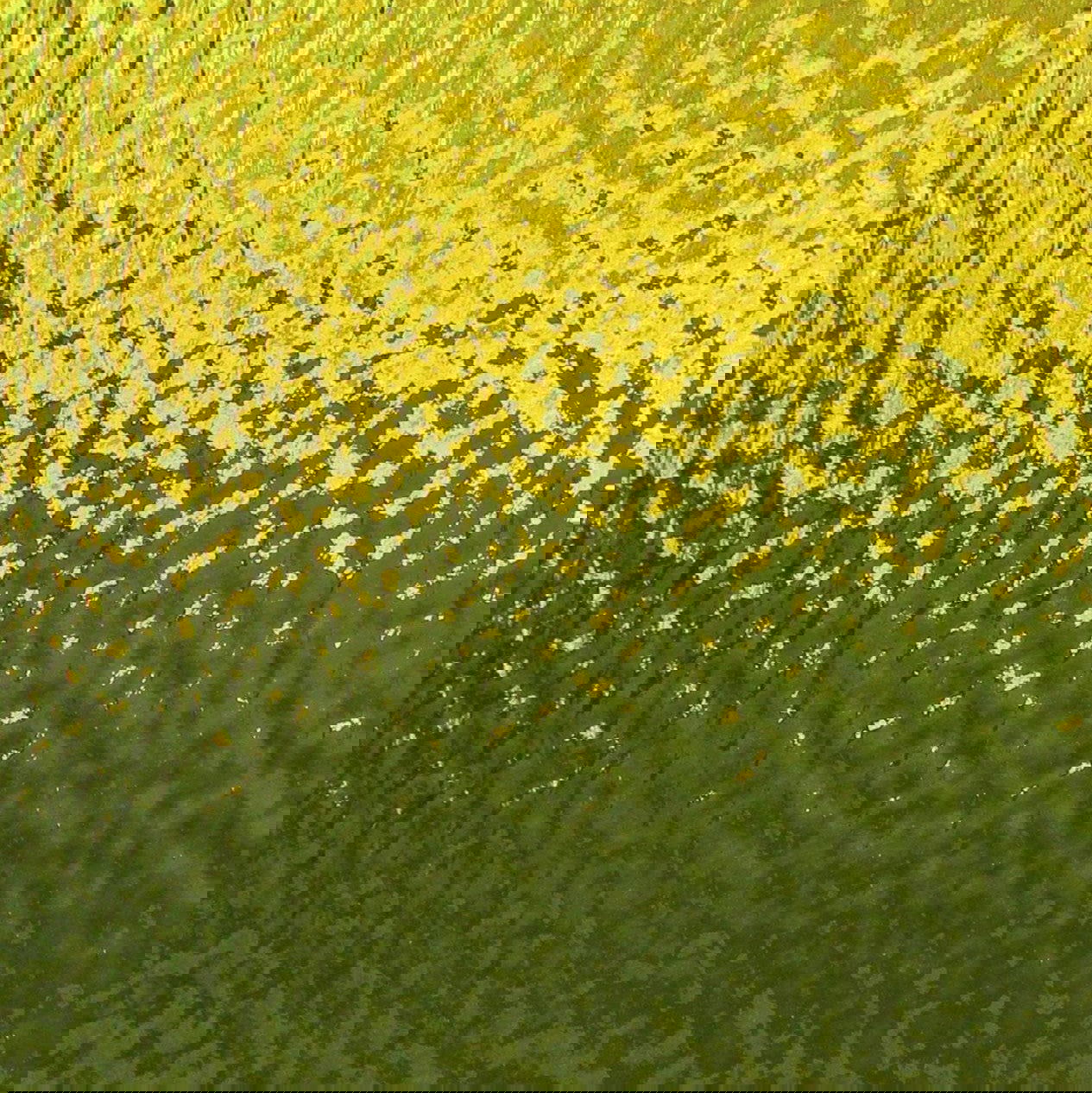 96 Coe Yellow Rough Roll - Stained Glass Express 