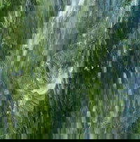 Artisan Rich Olives w/ White - Stained Glass Express 