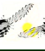 Bee Suncatcher - Stained Glass Express 