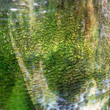 Beige Opal with Dark Green, Brown Granite