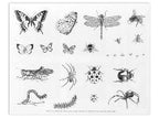 Bugs Designer Silk Screen - Stained Glass Express 
