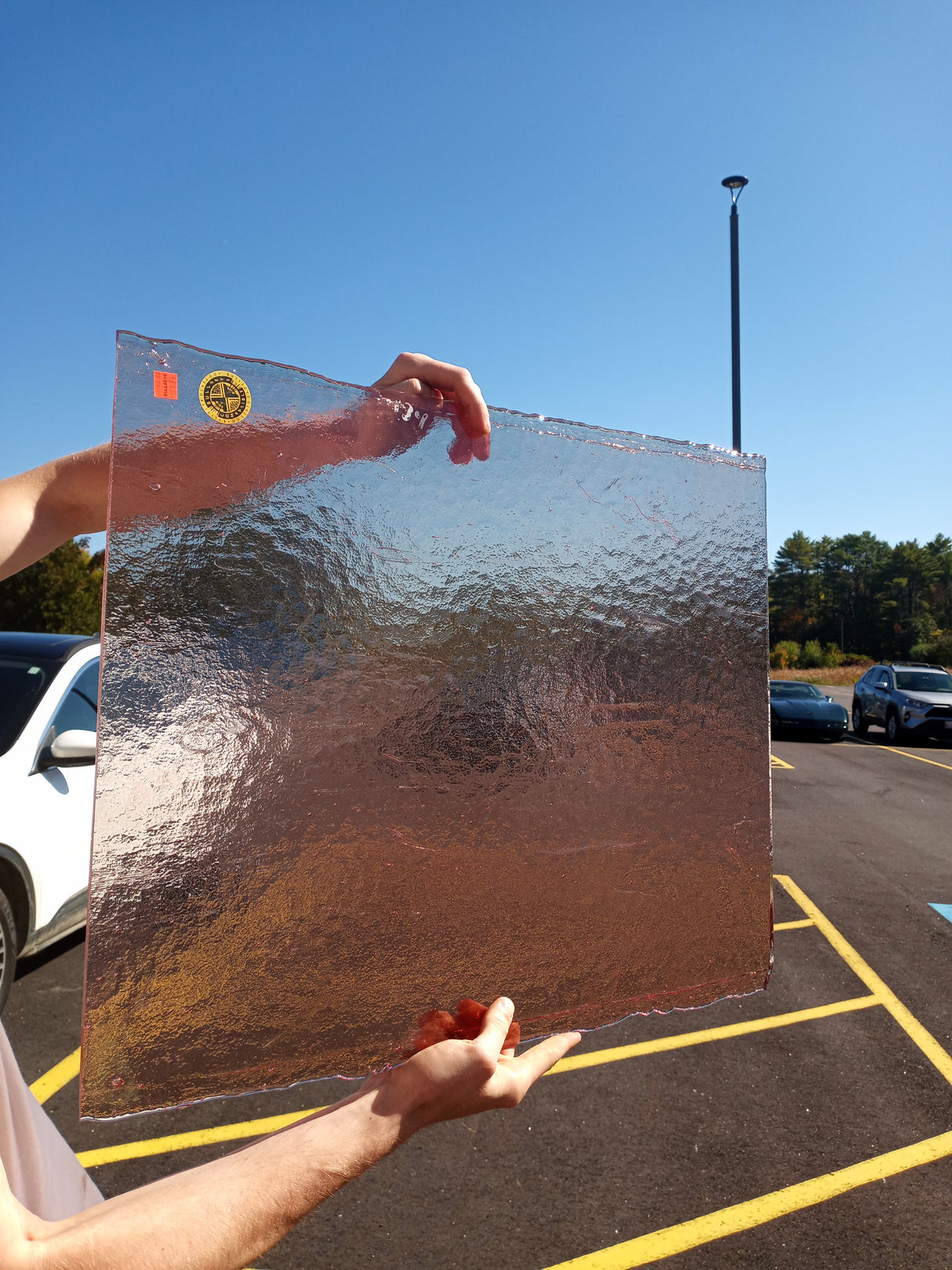 Bullseye rhubarb shift in the sun