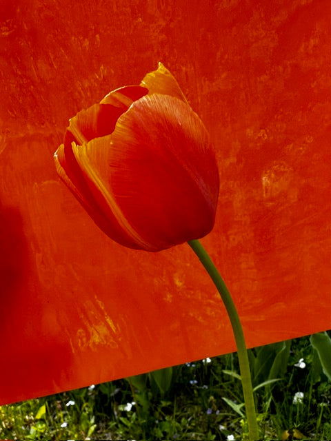 Designer Glass Red Transparent - Stained Glass Express 