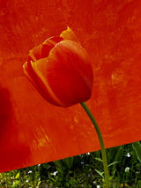 Designer Glass Red Transparent - Stained Glass Express 