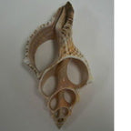Fox Conch Shell Large Center Cut - Stained Glass Express 