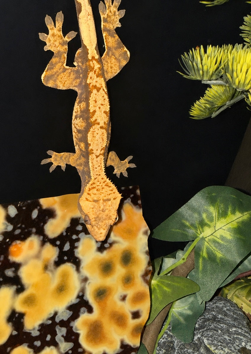 Orange and Silver Yellow Oceana