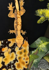 Orange and Silver Yellow Oceana