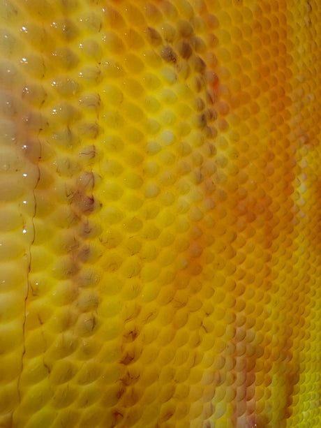 Indian Corn