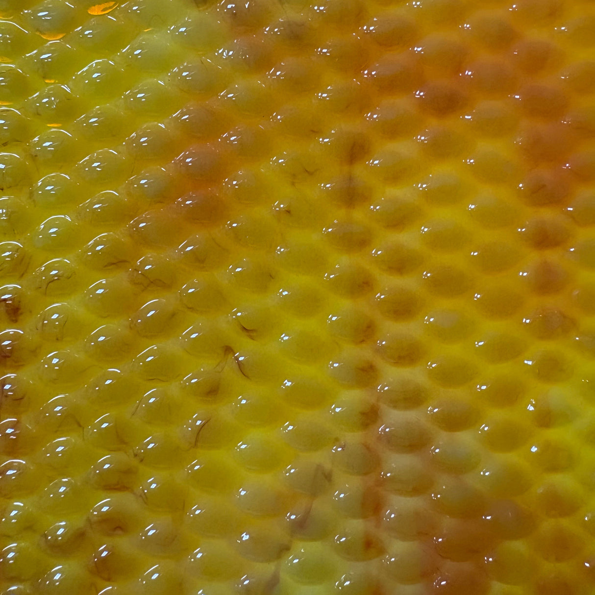 Indian Corn_4