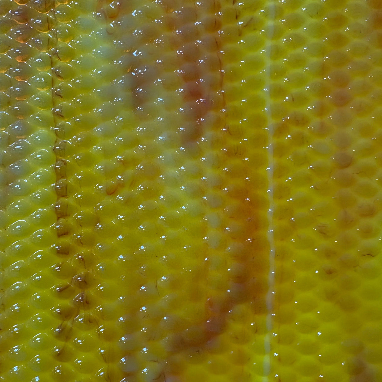 Indian Corn_5