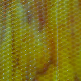 Indian Corn_5