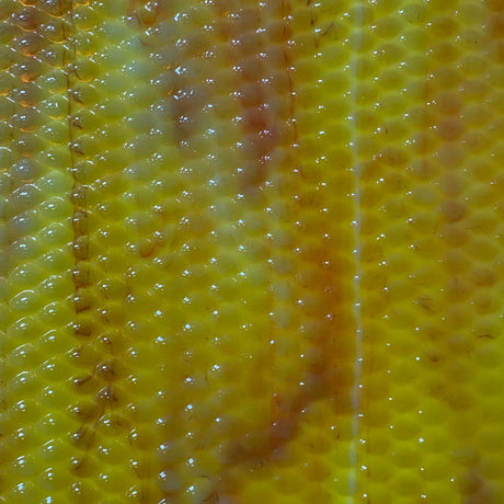 Indian Corn_5