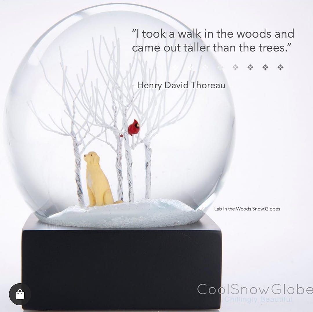 Snow Globe Lab In The Woods