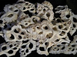 Maple Leaf Shell Center Cut 10 Pack - Stained Glass Express 