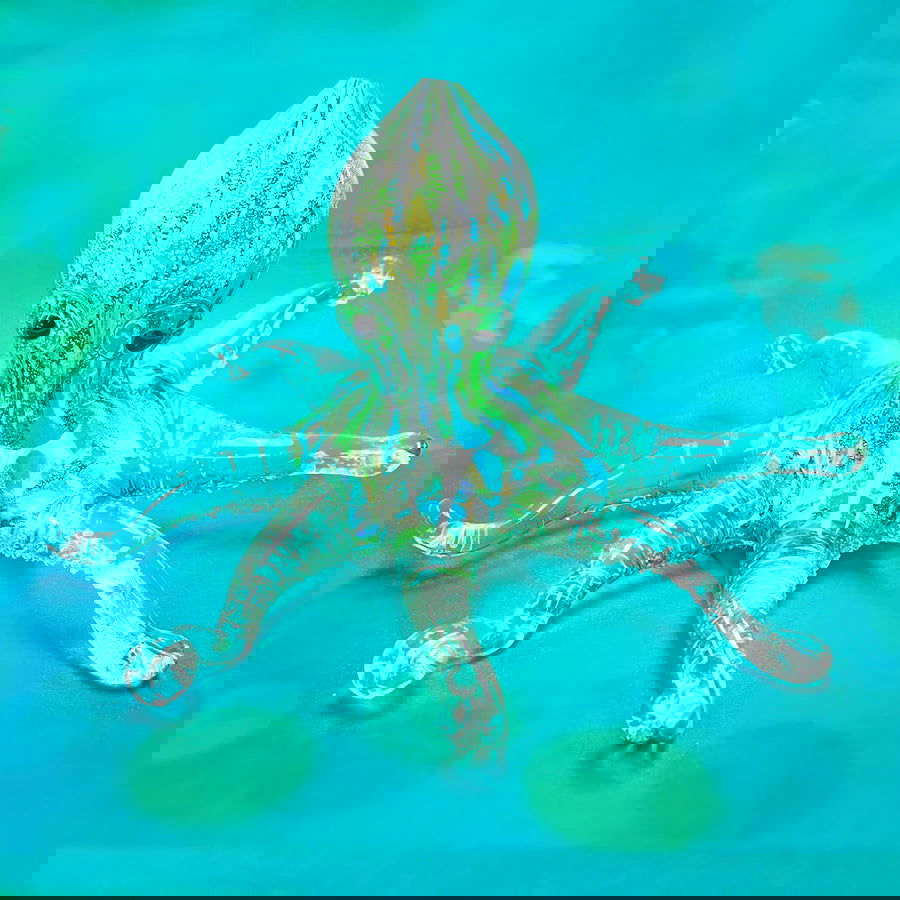 OCTOPUS - Stained Glass Express 