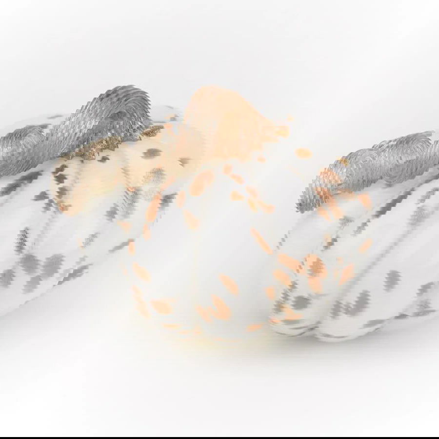 PUMPKIN GOLD DUST WHITE - Stained Glass Express 