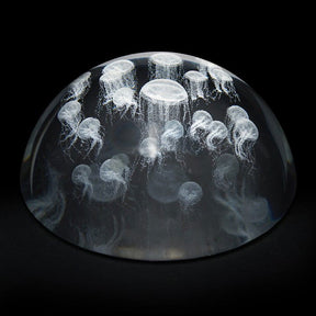 Paperweight Sea Nettle Jellyfish - Stained Glass Express 