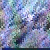 SKY BLUE, DK PURPLE, WHITE IRID - Stained Glass Express 