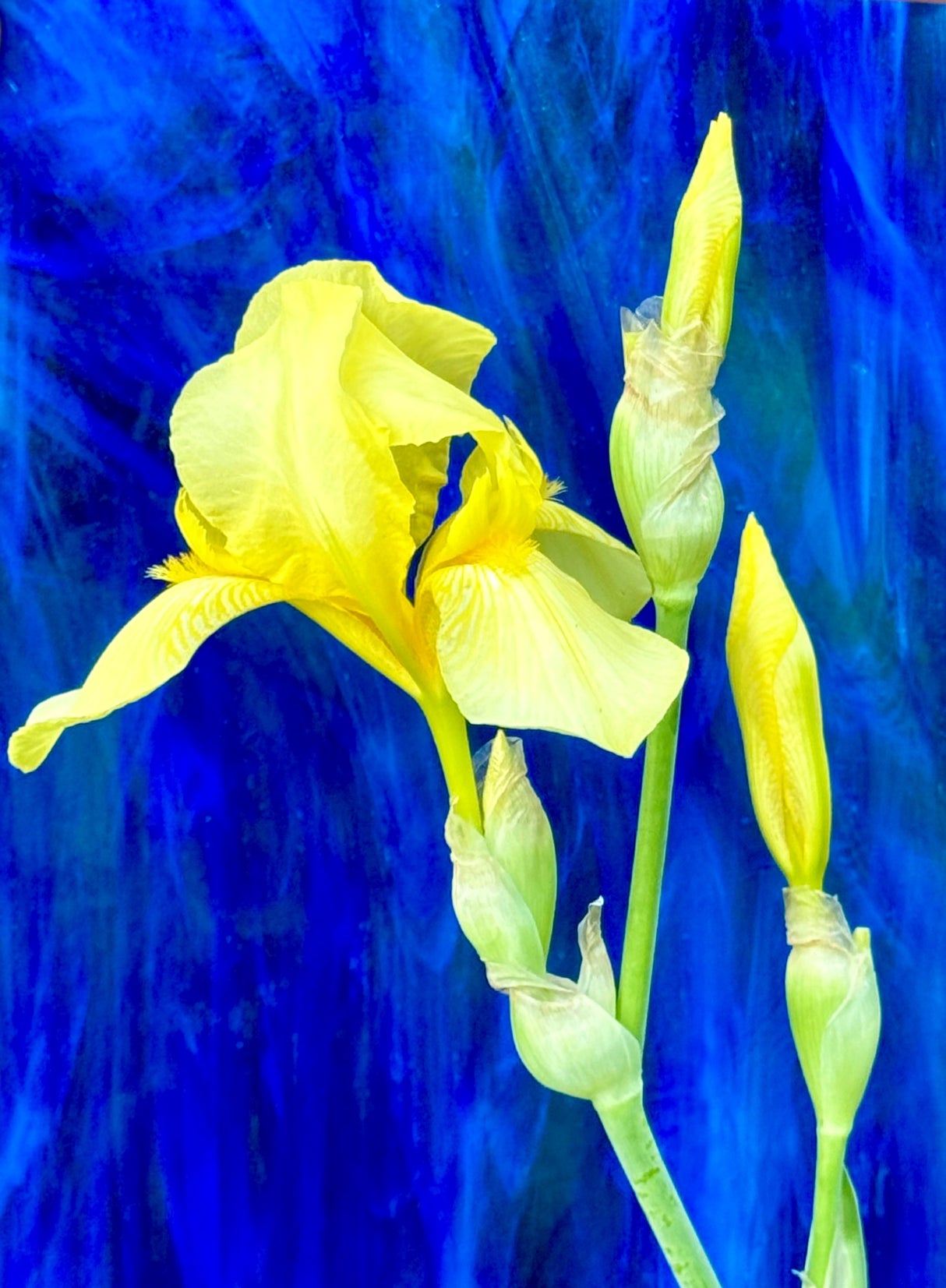 Blue Orchid Wisspy