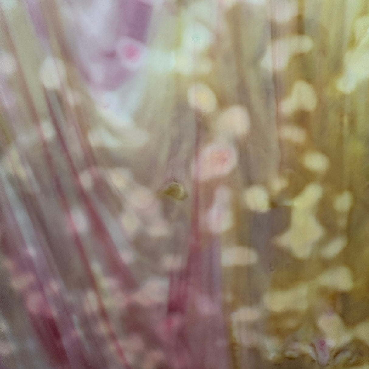 White, Silver Yellow and Gold Pink Oceana