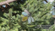 Stained Glass Bee Suncatcher