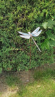 Stained Glass and Chill - 2 Week Dragonfly